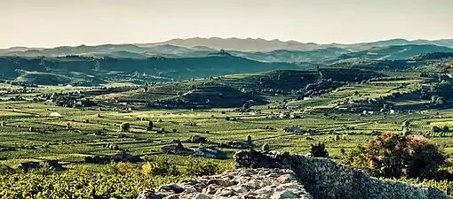 Vineyards in Soave, Veneto