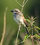 Adult female in Poland