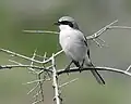 Loggerhead shrike