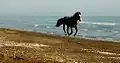 Lankaran, Caspian Sea Coast.