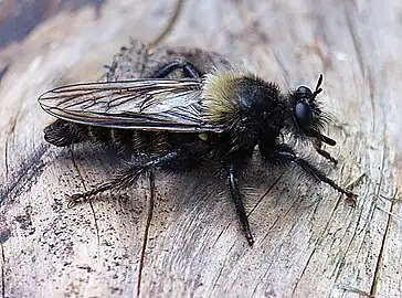 Laphria ephippium