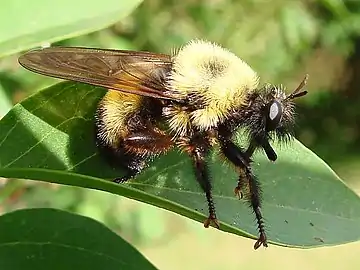 Laphria thoracica