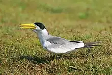 In the Pantanal, Brazil