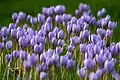 field of flowering purple crocuses