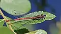 Image 1Large red damselfly in Swinley Forest, Berkshire (from Portal:Berkshire/Selected pictures)