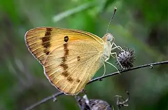 Ventral view (male)