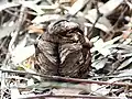 at Bharatpur, Rajasthan, India.