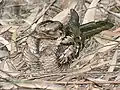 at  Bharatpur, Rajasthan, India.