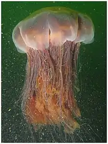 Lion's mane jellyfish, largest known jellyfish