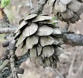 Old female cone