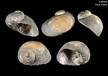 Five grey and off-cream empty Larocheopsis marshalli spiral snail shells