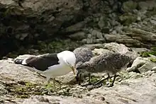 Image 20Kelp gull chicks peck at red spot on mother's beak to stimulate the regurgitating reflex. (from Zoology)