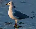 Ring-billed gull (Larus delawarensis) in Oakland