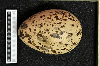 Egg, collection Museum Wiesbaden, Germany