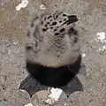 A western gull chick on Alcatraz Island