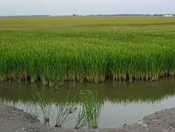 Las Marismas del Guadalquivir landscape, depicting rice fields in the Isla Mayor area.