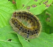 Caterpillar