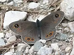 Male