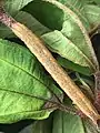 Last instar, maybe mimicking the branches of the host plant (Melastoma)