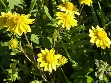 Close-up of flowers in Fremont, California