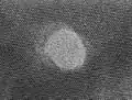 Latent ion track in muscovite mica. Depending on the stopping power of the projectile ion the track width is between 4 and 10 nanometer.