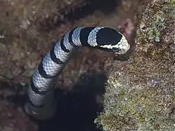 A photo of the head of L. colubrina, showing its characteristic yellow snout