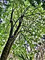 Canopy of 6m arborescent specimen in Logan Botanic Garden, viewed from beneath.