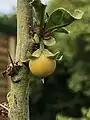 Ripe fruit with remains of pistil, on plant exhibiting signs of dieback caused possibly by dry air, Adforton