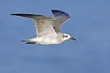 Laughing gull