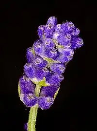 Flower spike before the petals emerge