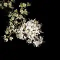 Henna Flowers- night view