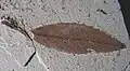 Undidentified leaf