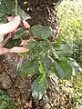 Leaves of non-ornamental U. × viminalis, Mepal, Cambridgeshire