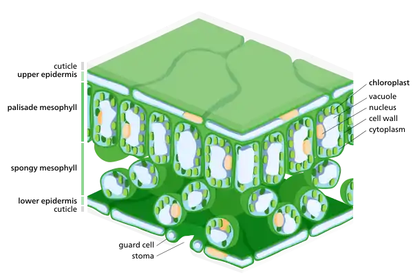 A cross section of a leaf, showing chloroplasts in its mesophyll cells. Stomal guard cells also have chloroplasts, though much fewer than mesophyll cells.