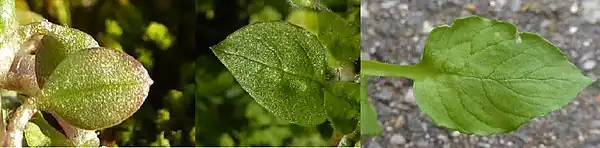 A leaf of Stellaria apetala (left), S. media (middle) and S. neglecta (right). Not to scale.