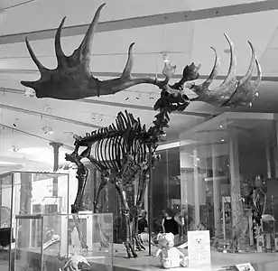 Leeds Irish Elk, 1862