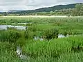 View of Leighton Moss