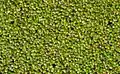 Gibbous Duckweed (Lemna gibba)