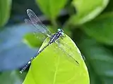 Male, Cairns