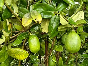 Lemon with leaves