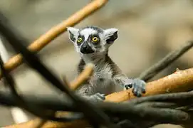 Baby lemur.