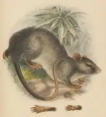 Trefoil-toothed giant rat by Adolph Bernhard Meyer