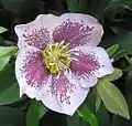 Helleboreae:Helleborus × hybridus