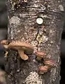 Dead trunk, with fruiting bodies of shiitake