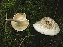 Lentinus tigrinus (Polyporaceae)