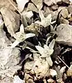 Edelweiss, Julian Alps, Slovenia