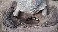 Leopard tortoise closing hole with eggs in