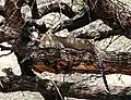 Leopard in a tree at Samburu