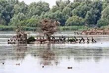 An island in the lake Lepelaarplassen with cormorants sitting on top