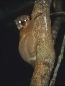 Sportive lemur